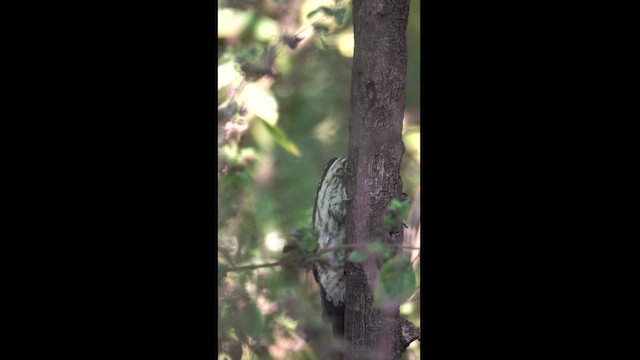 Black-rumped Flameback - ML621193827