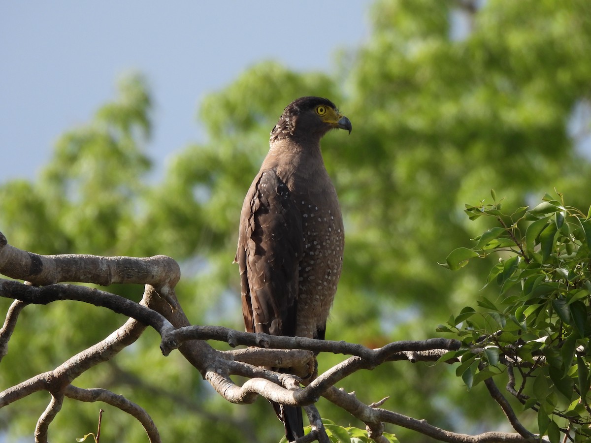 Crested Serpent-Eagle - ML621193853