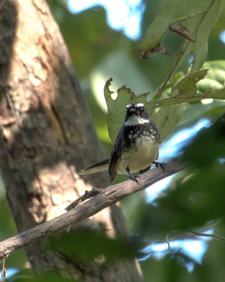Spot-breasted Fantail - ML621193867