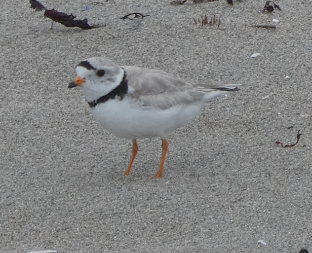 Piping Plover - ML621193947