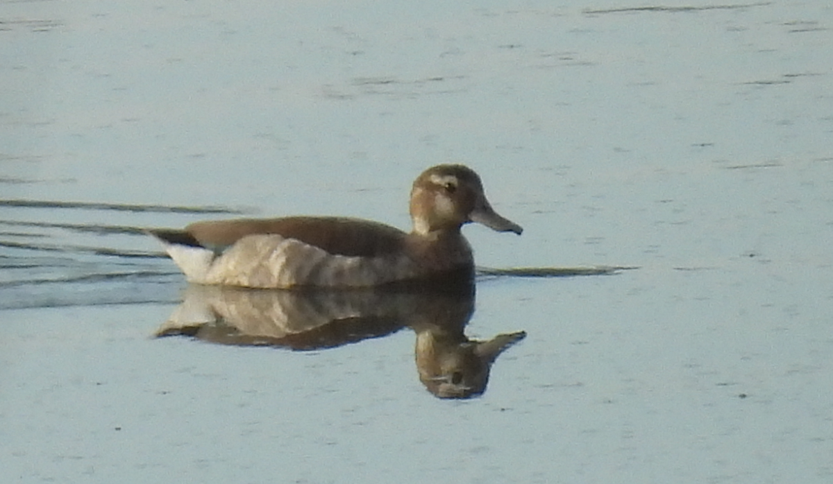 Ringed Teal - Phil Brunner