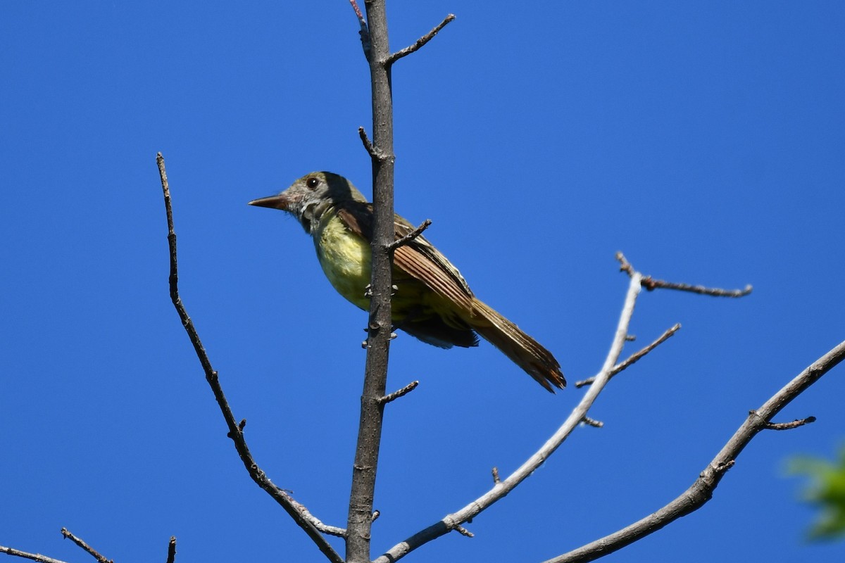 Great Crested Flycatcher - ML621193970