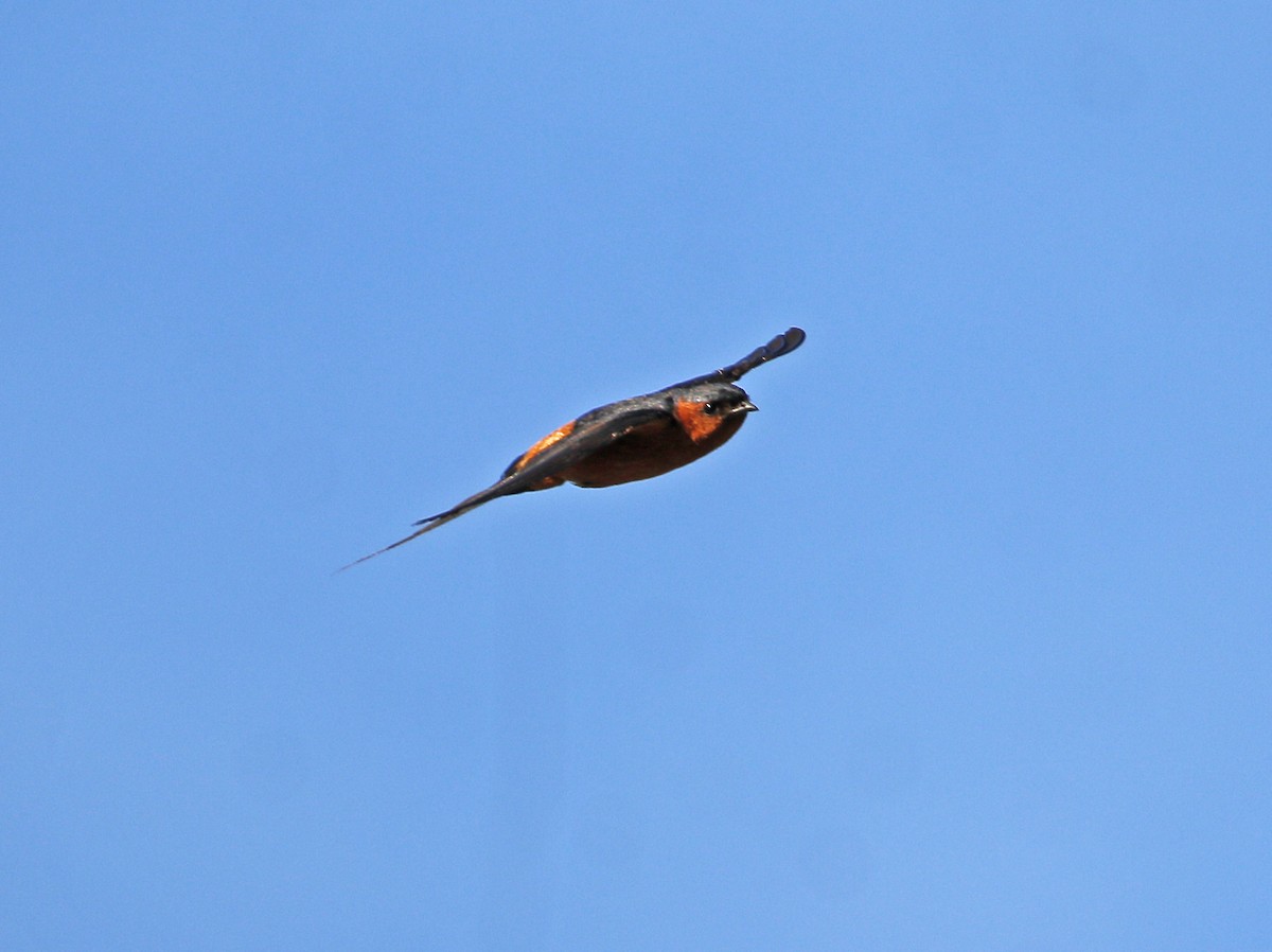 Rufous-bellied Swallow - ML621193971