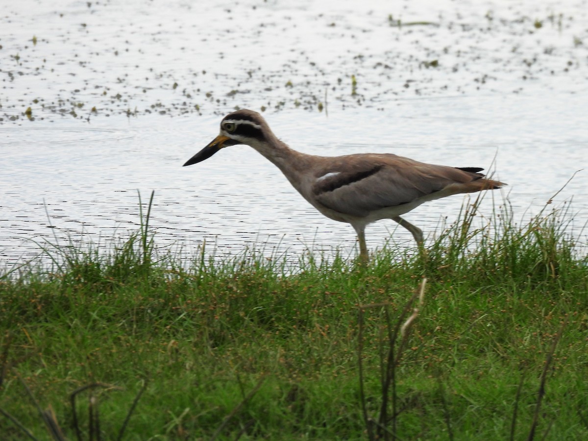 Great Thick-knee - ML621193975