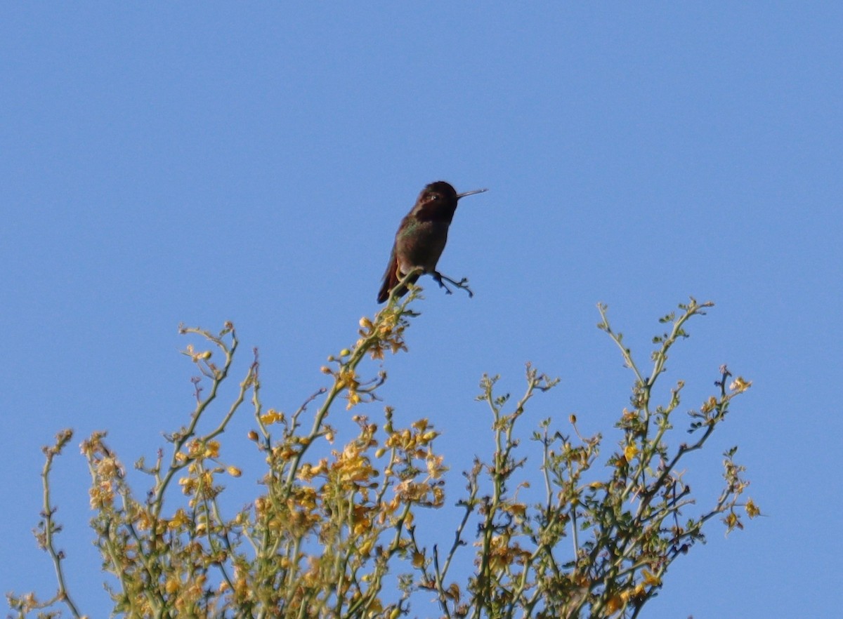 Anna's Hummingbird - ML621193986
