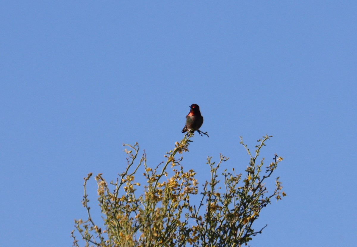 Anna's Hummingbird - ML621193987