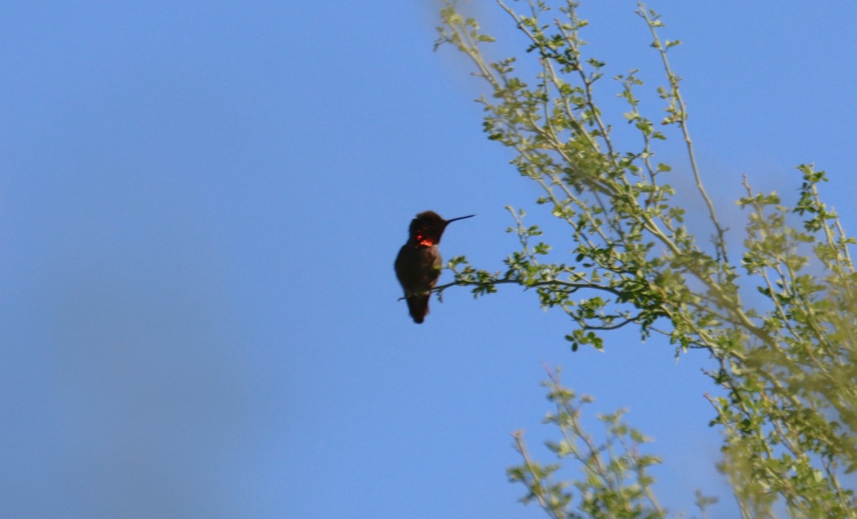 Anna's Hummingbird - ML621193989