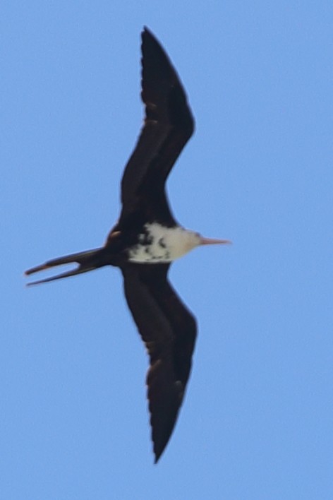 Lesser Frigatebird - ML621194001
