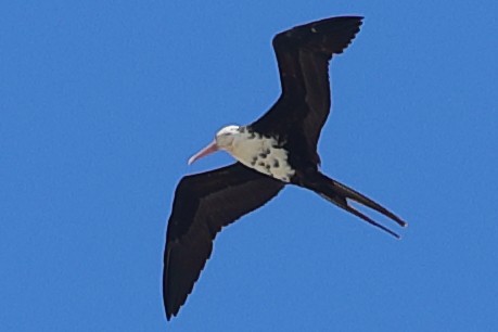 Lesser Frigatebird - ML621194003