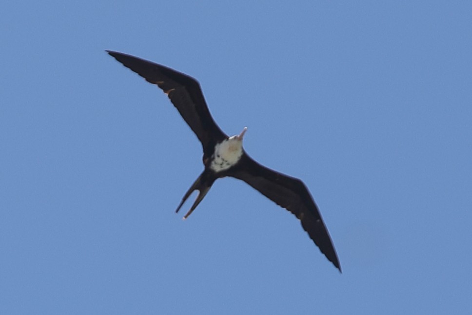 Lesser Frigatebird - ML621194004