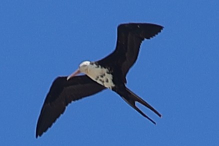 Lesser Frigatebird - ML621194005