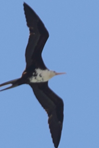 Lesser Frigatebird - ML621194006