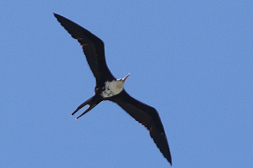 Lesser Frigatebird - ML621194007