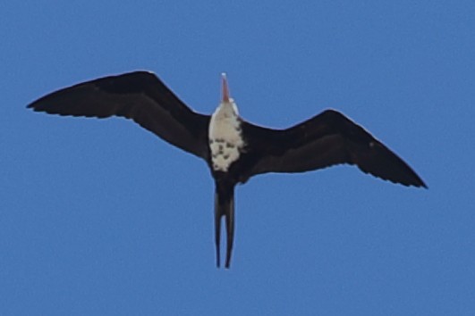 Lesser Frigatebird - ML621194009