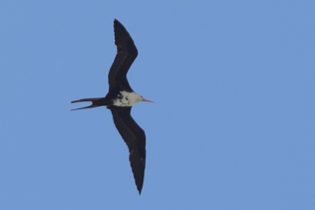 Lesser Frigatebird - ML621194012