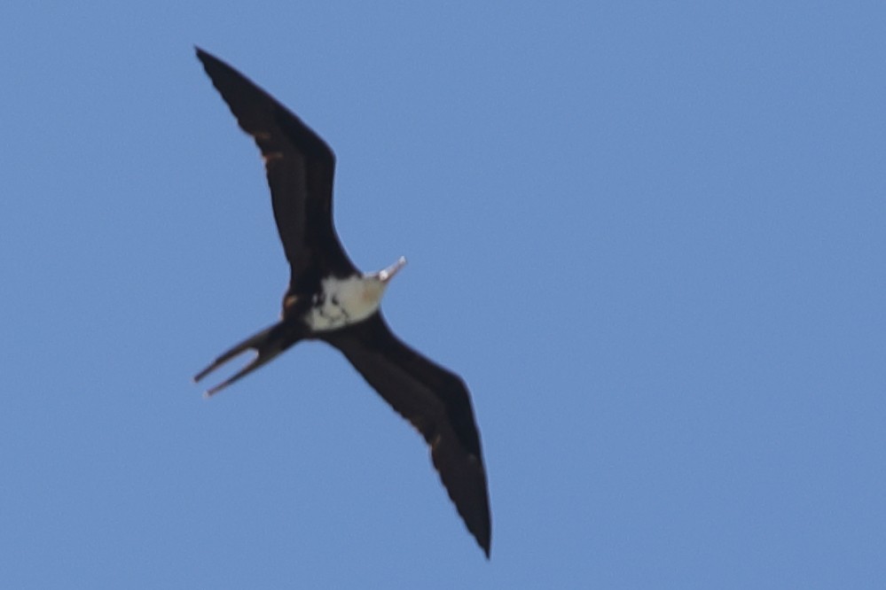 Lesser Frigatebird - ML621194014