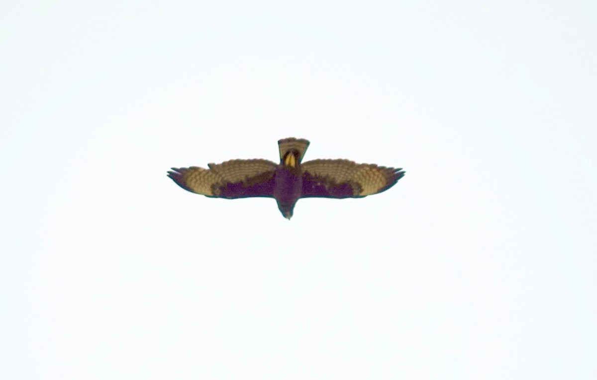 Short-tailed Hawk - ML621194022