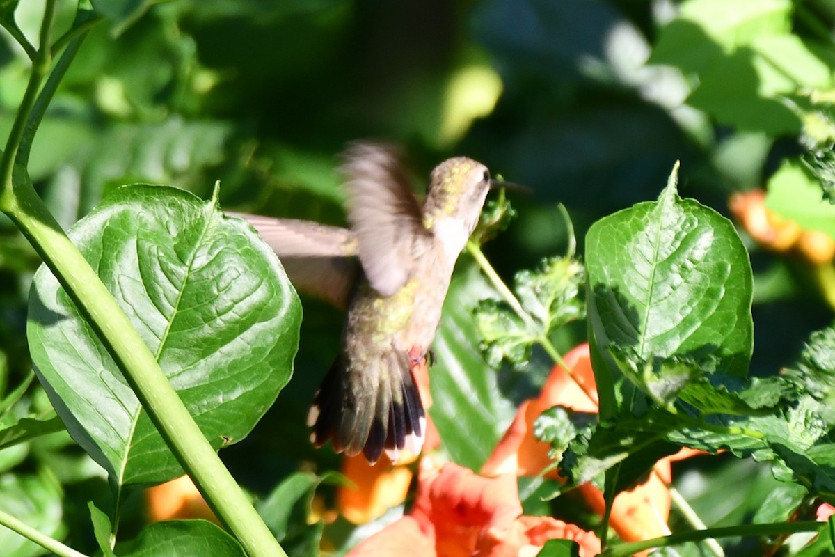 Black-chinned Hummingbird - ML621194046