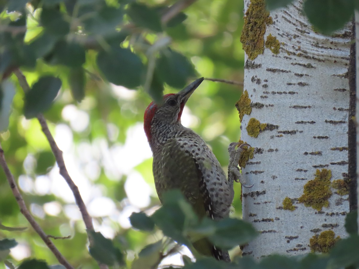 Iberian Green Woodpecker - ML621194105