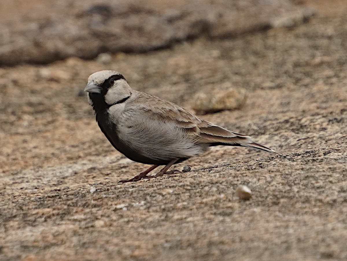 Ashy-crowned Sparrow-Lark - ML621194108