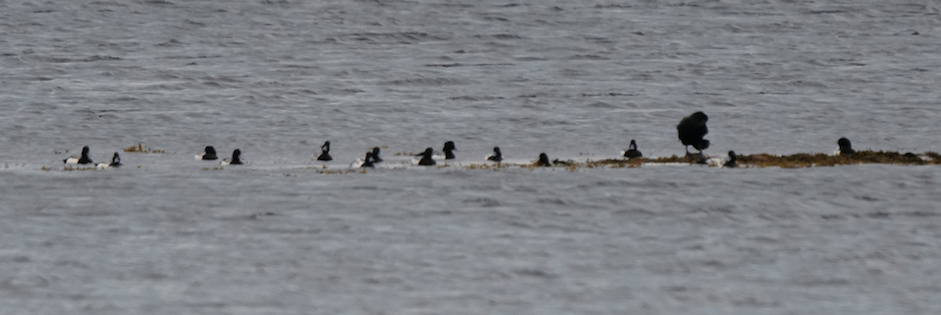Greater Scaup - ML621194115