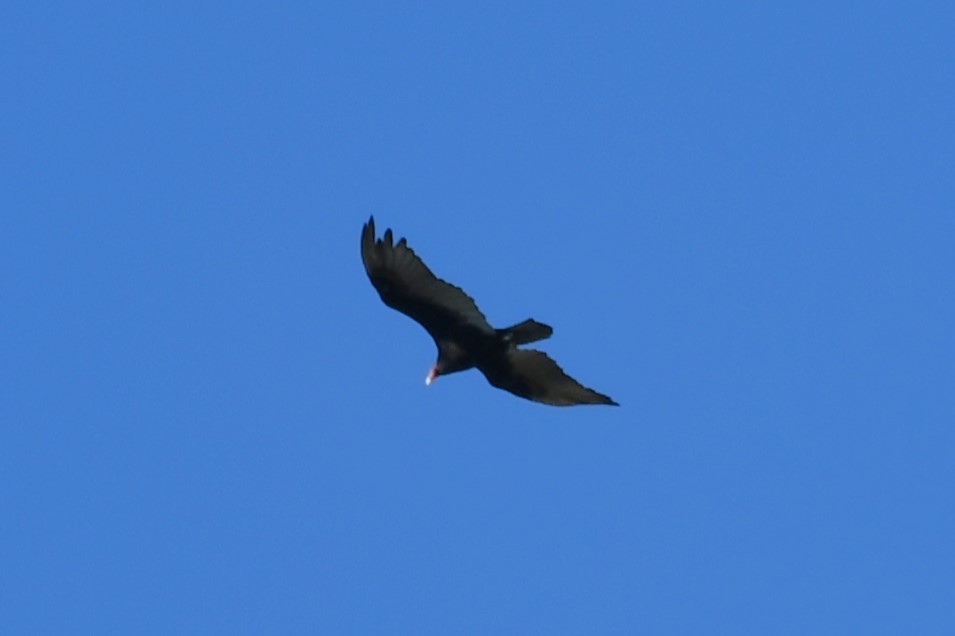 Turkey Vulture - ML621194124