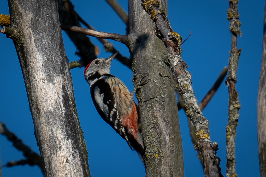Middle Spotted Woodpecker - ML621194150