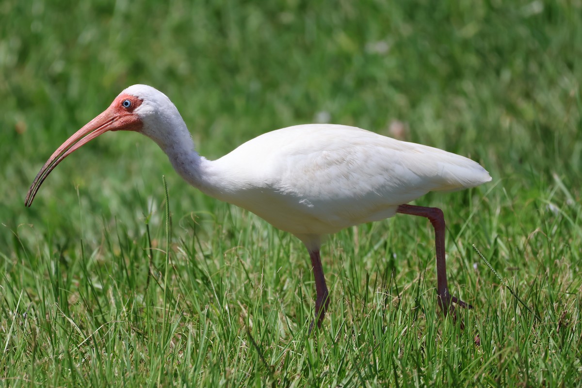 Ibis blanc - ML621194162