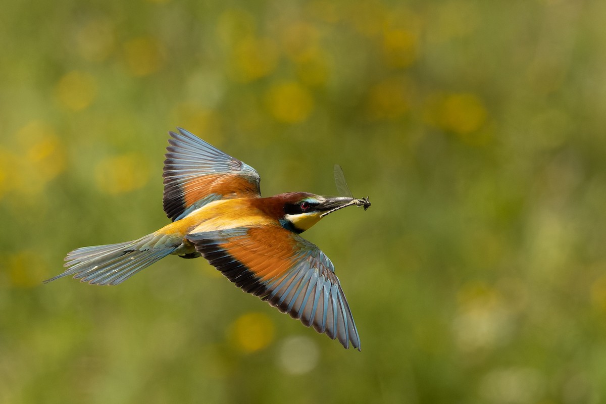European Bee-eater - ML621194188