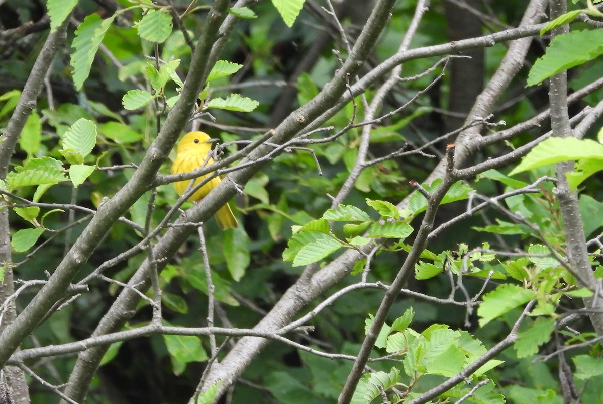 Yellow Warbler - ML621194233