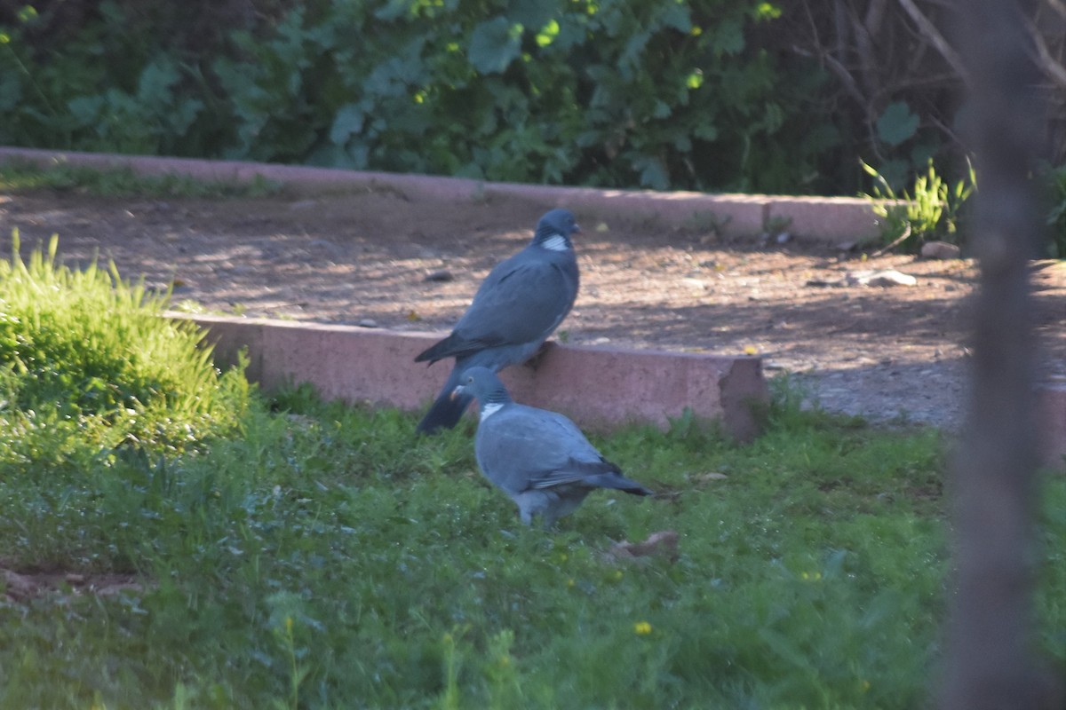 Common Wood-Pigeon - ML621194258