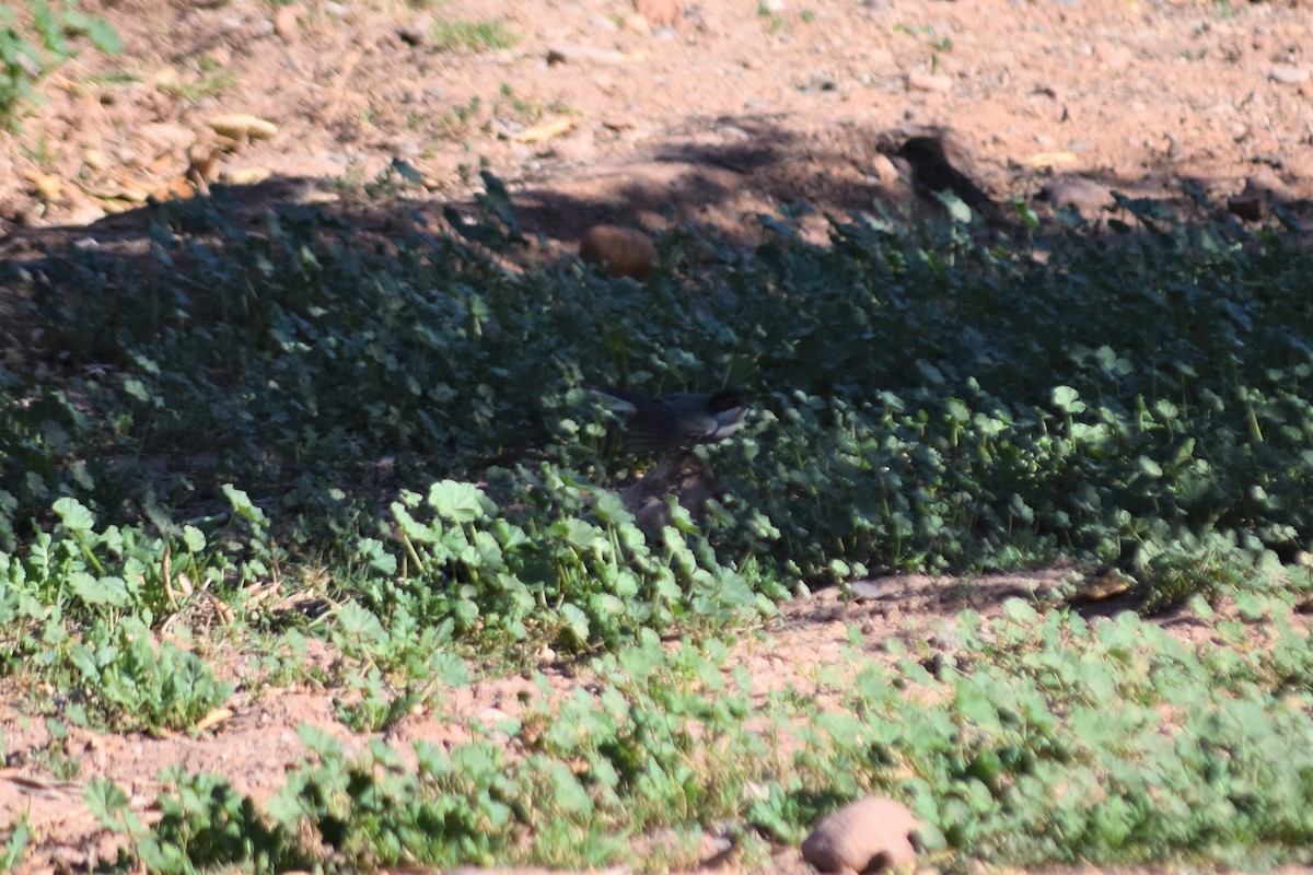 Sardinian Warbler - ML621194261