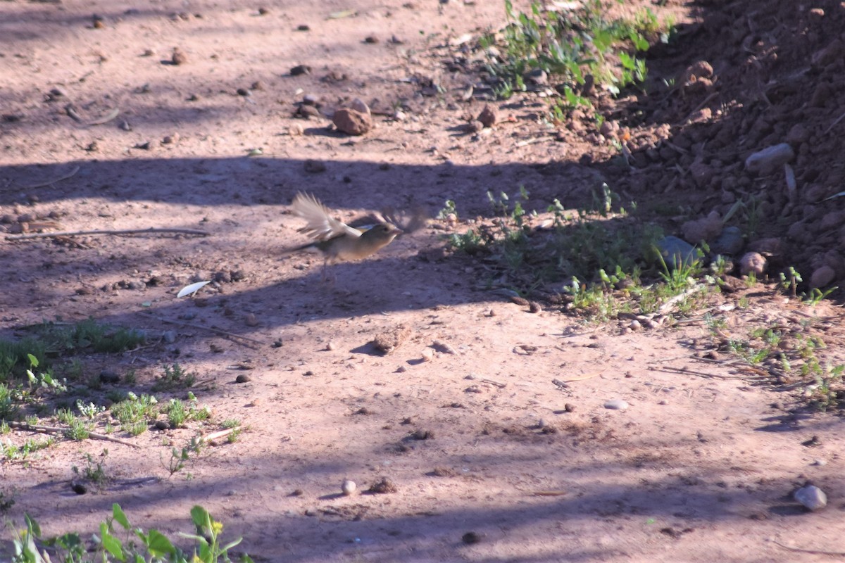 pěnkava africká (ssp. africana) - ML621194282