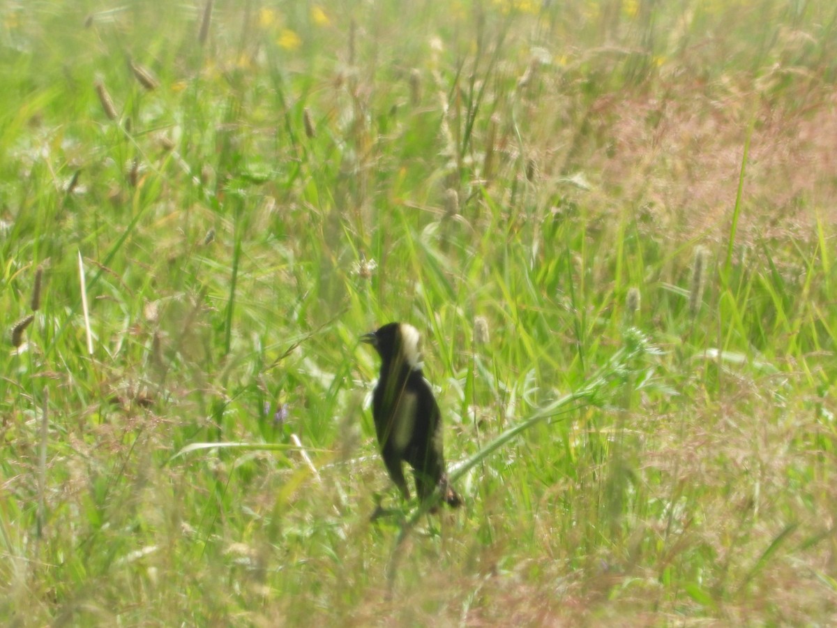 bobolink americký - ML621194305