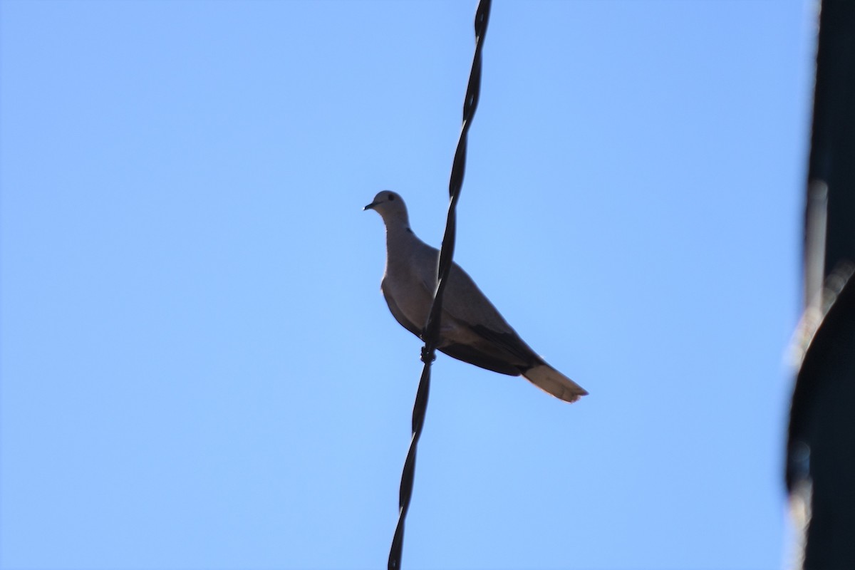 Eurasian Collared-Dove - ML621194322