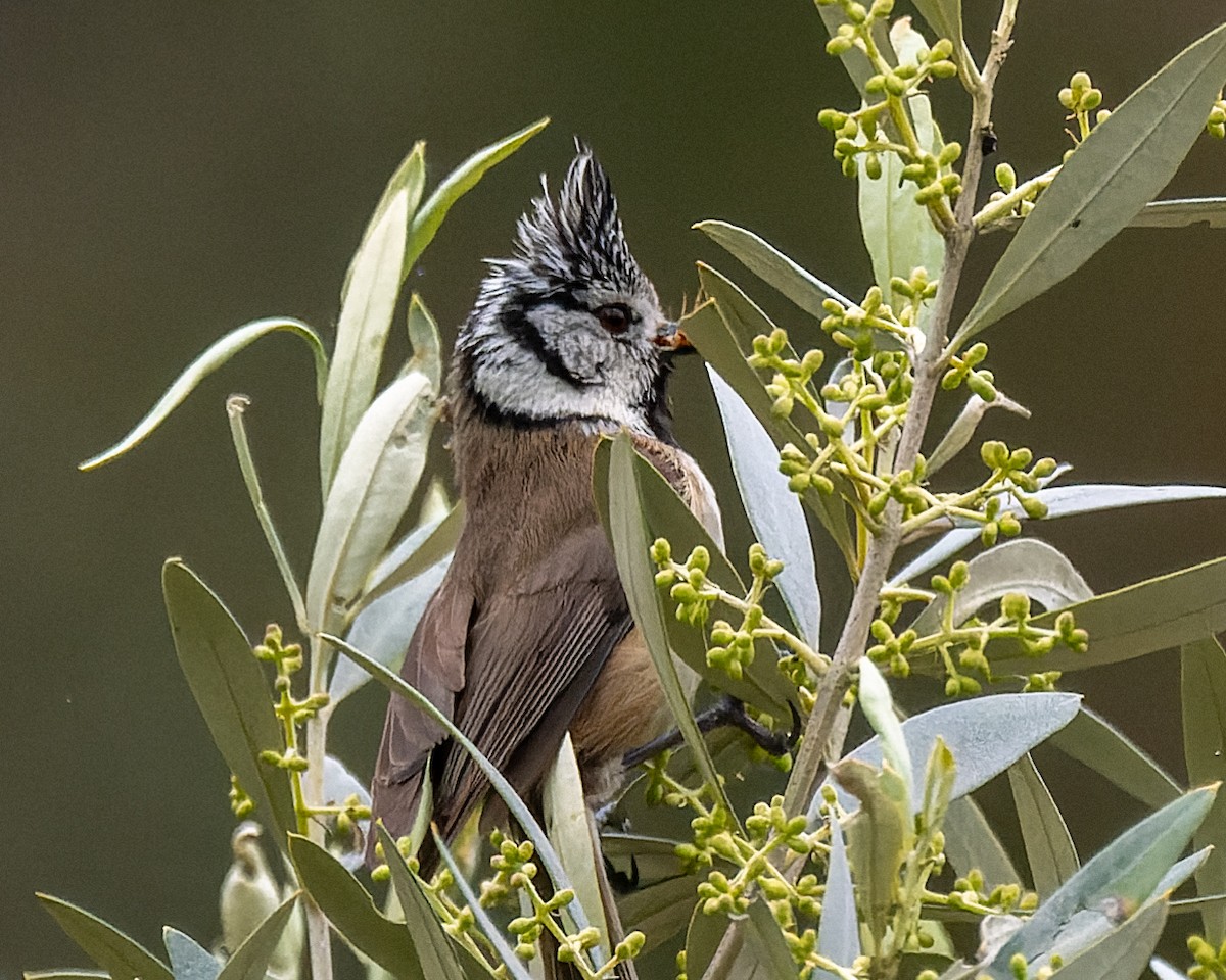 Crested Tit - ML621194323