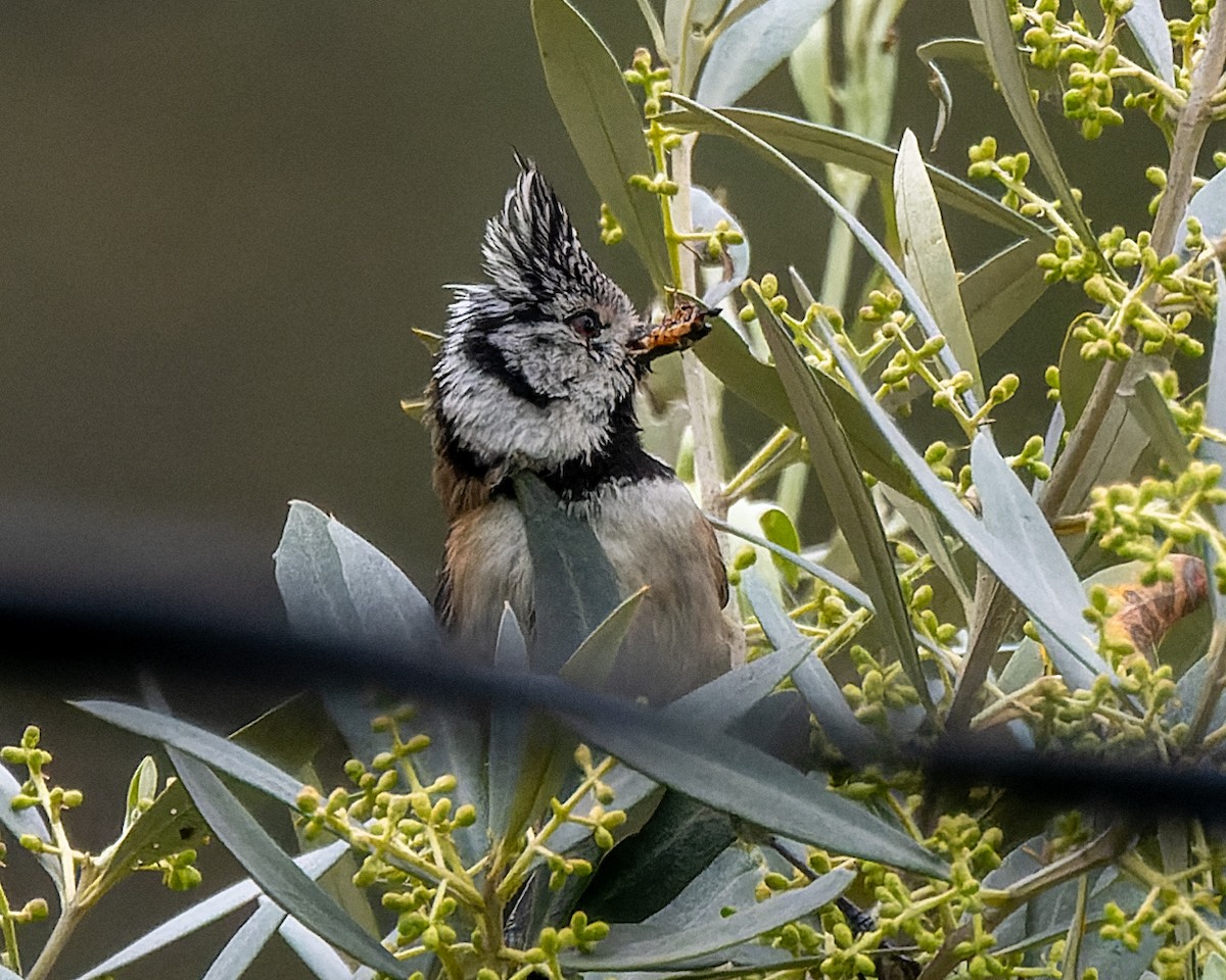 Crested Tit - ML621194324