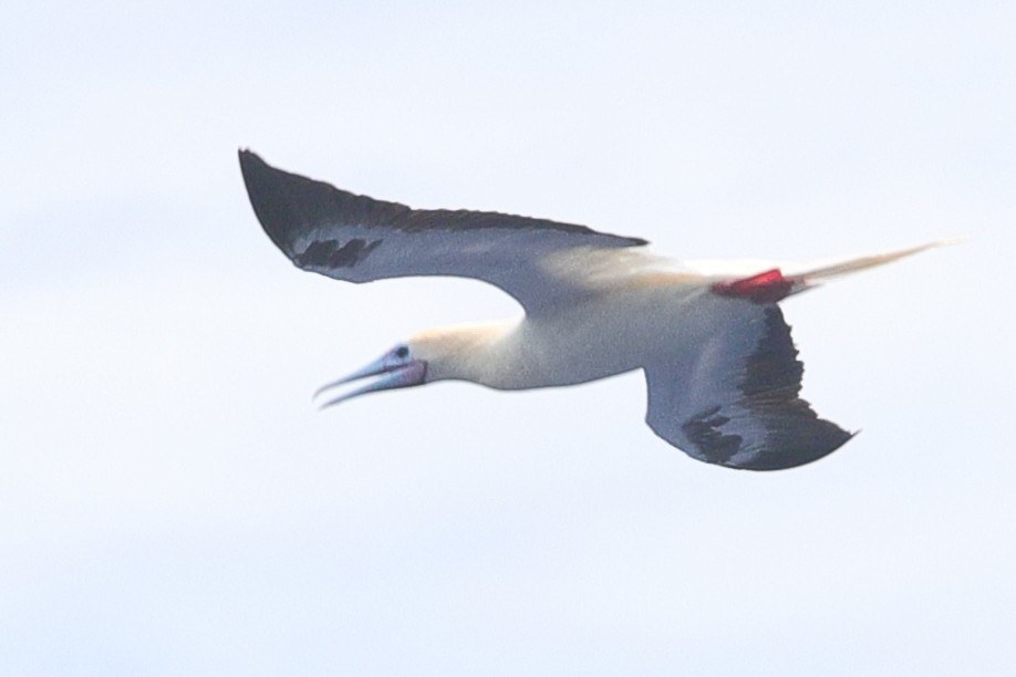 Red-footed Booby - ML621194369