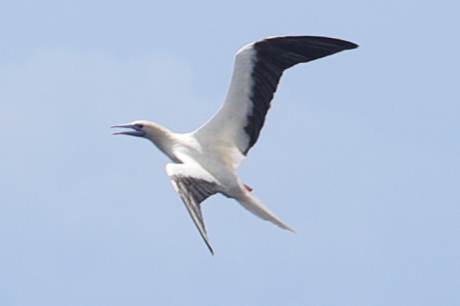 Red-footed Booby - ML621194370
