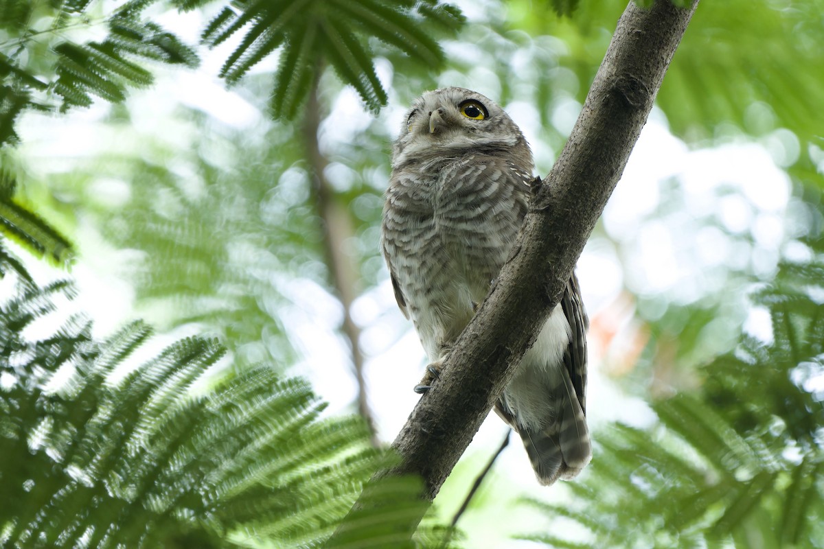 Spotted Owlet - ML621194392