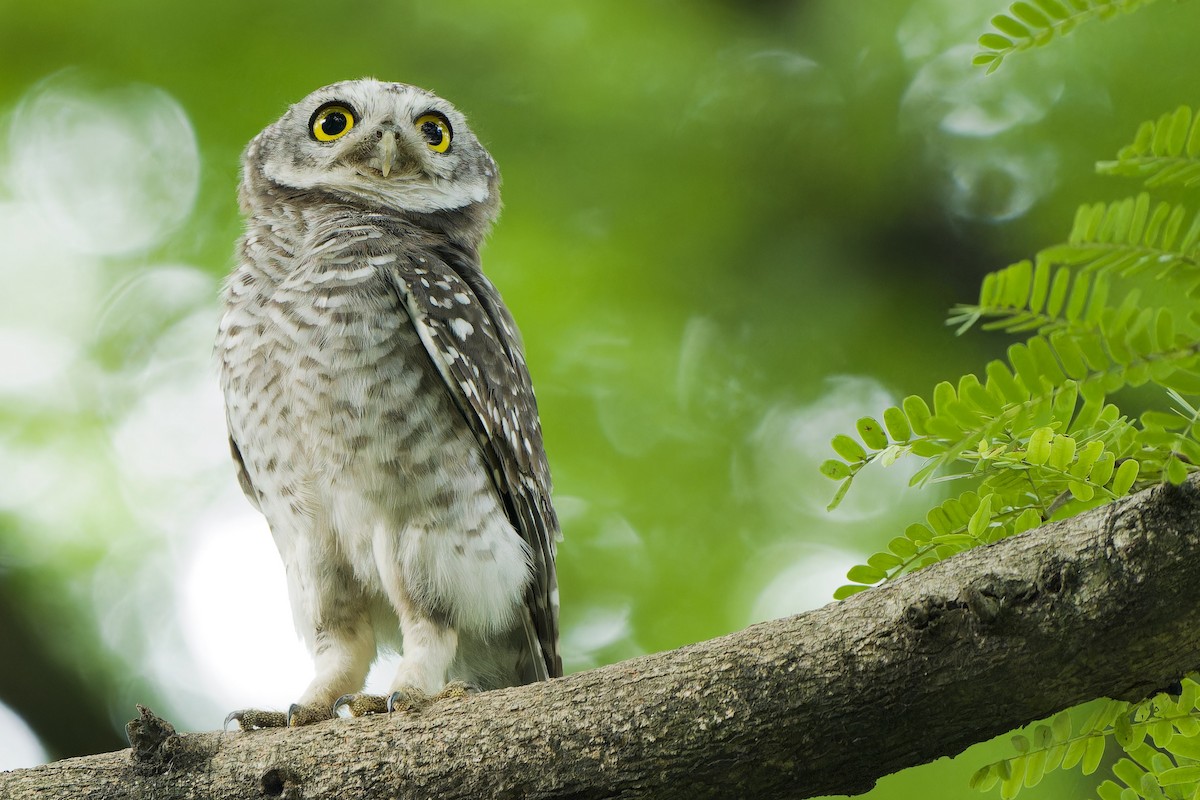 Spotted Owlet - ML621194393