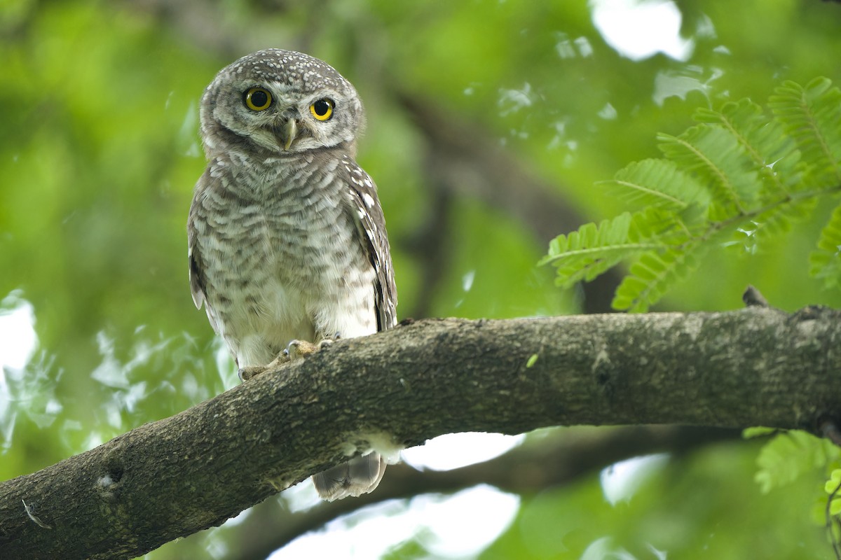 Spotted Owlet - ML621194394