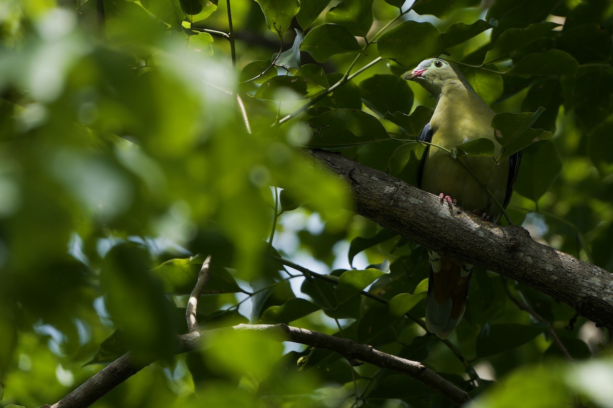 Крючкоклювый зелёный голубь (curvirostra) - ML621194406