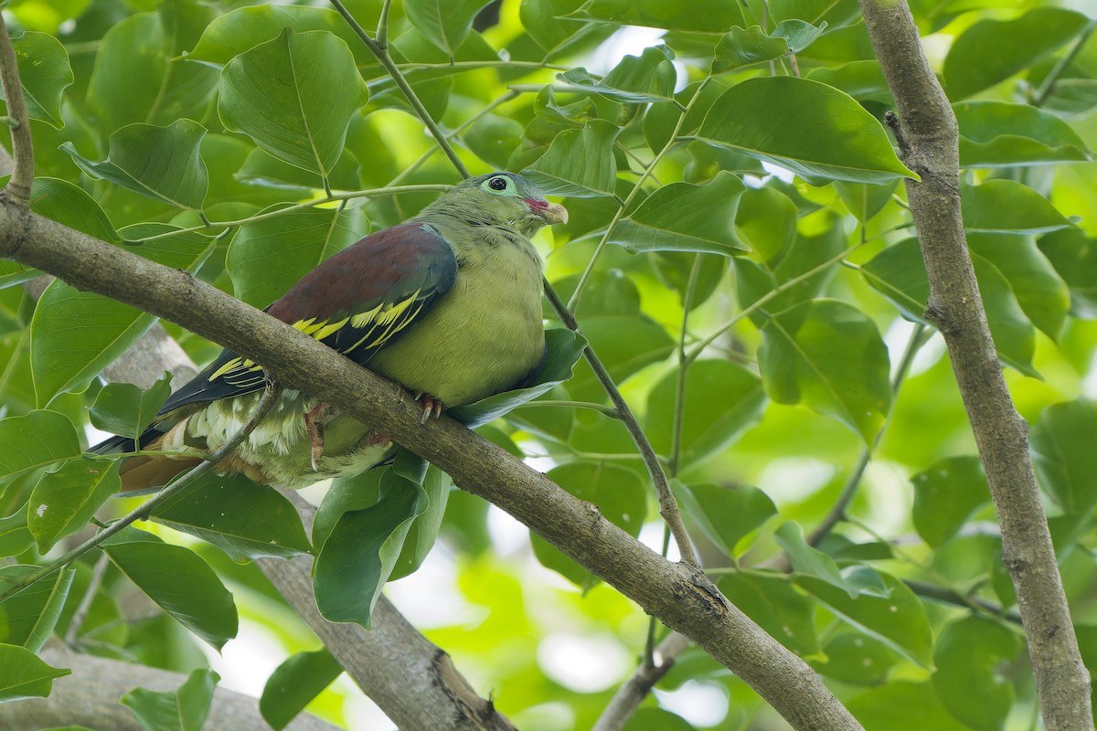Thick-billed Green-Pigeon (Thick-billed) - ML621194407
