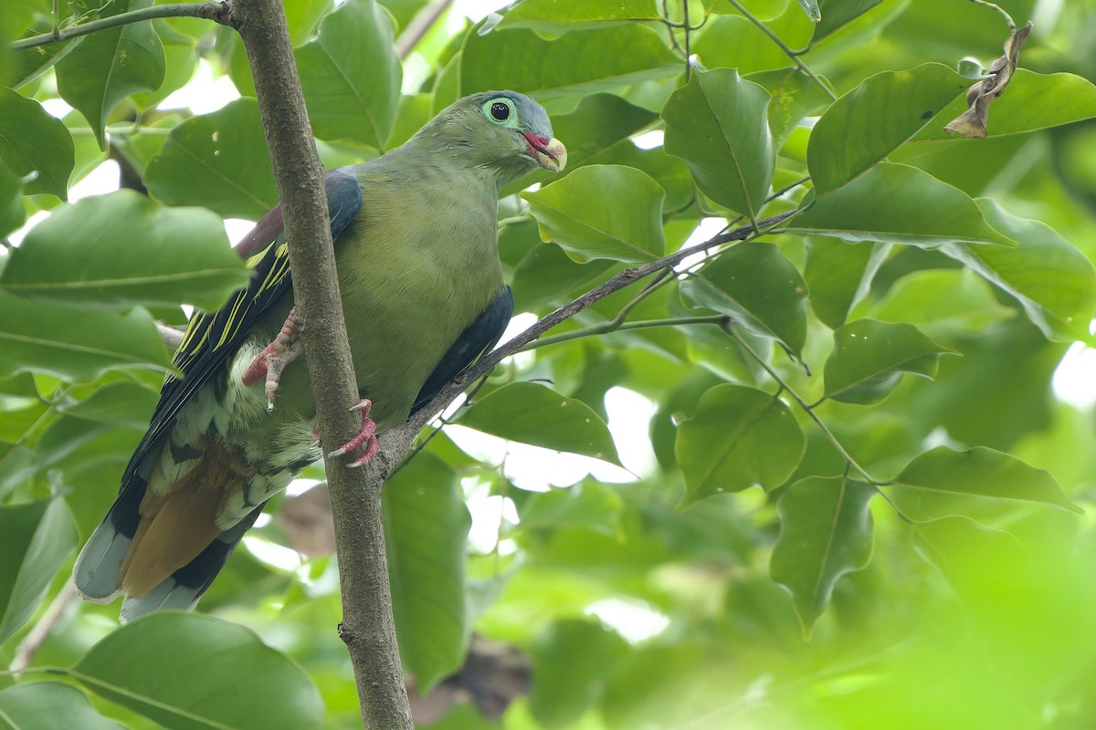 Thick-billed Green-Pigeon (Thick-billed) - ML621194408
