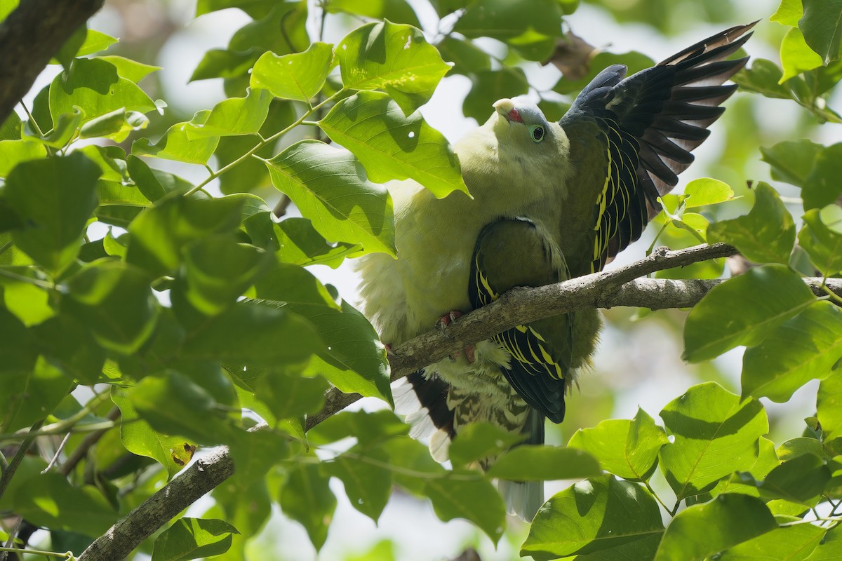 Крючкоклювый зелёный голубь (curvirostra) - ML621194409