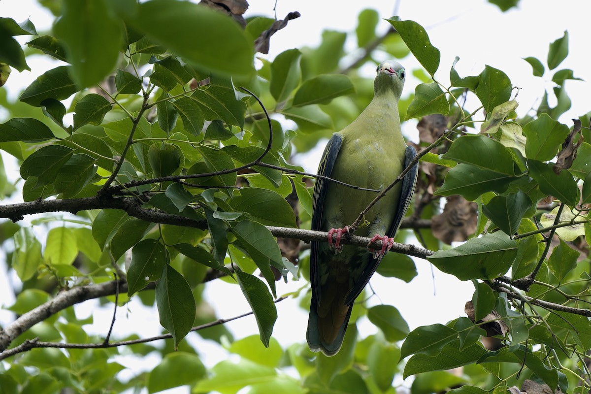 Крючкоклювый зелёный голубь (curvirostra) - ML621194410