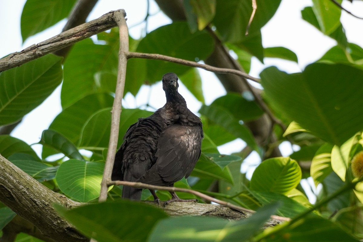 Black Wood-Pigeon - ML621194422