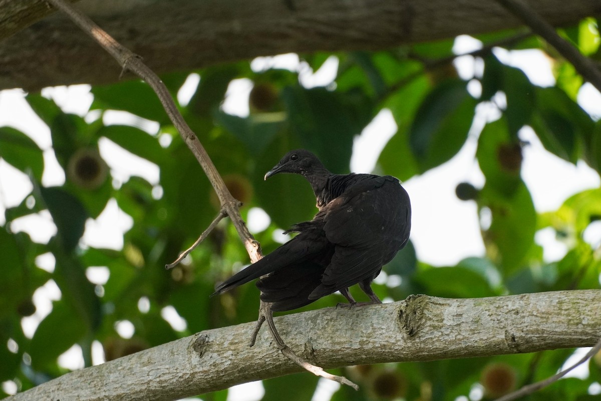 Black Wood-Pigeon - ML621194423