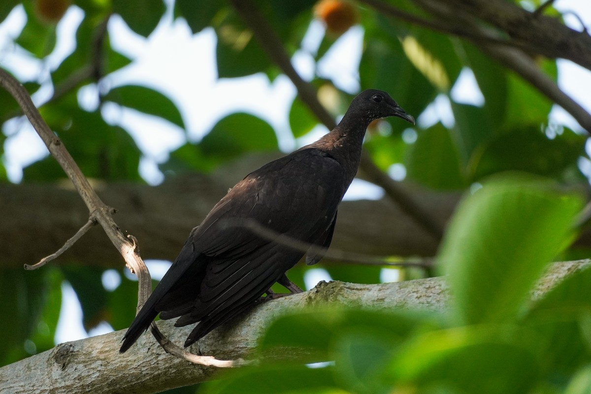 Black Wood-Pigeon - ML621194424